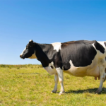 Veterinary Medicine