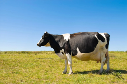Veterinary Medicine